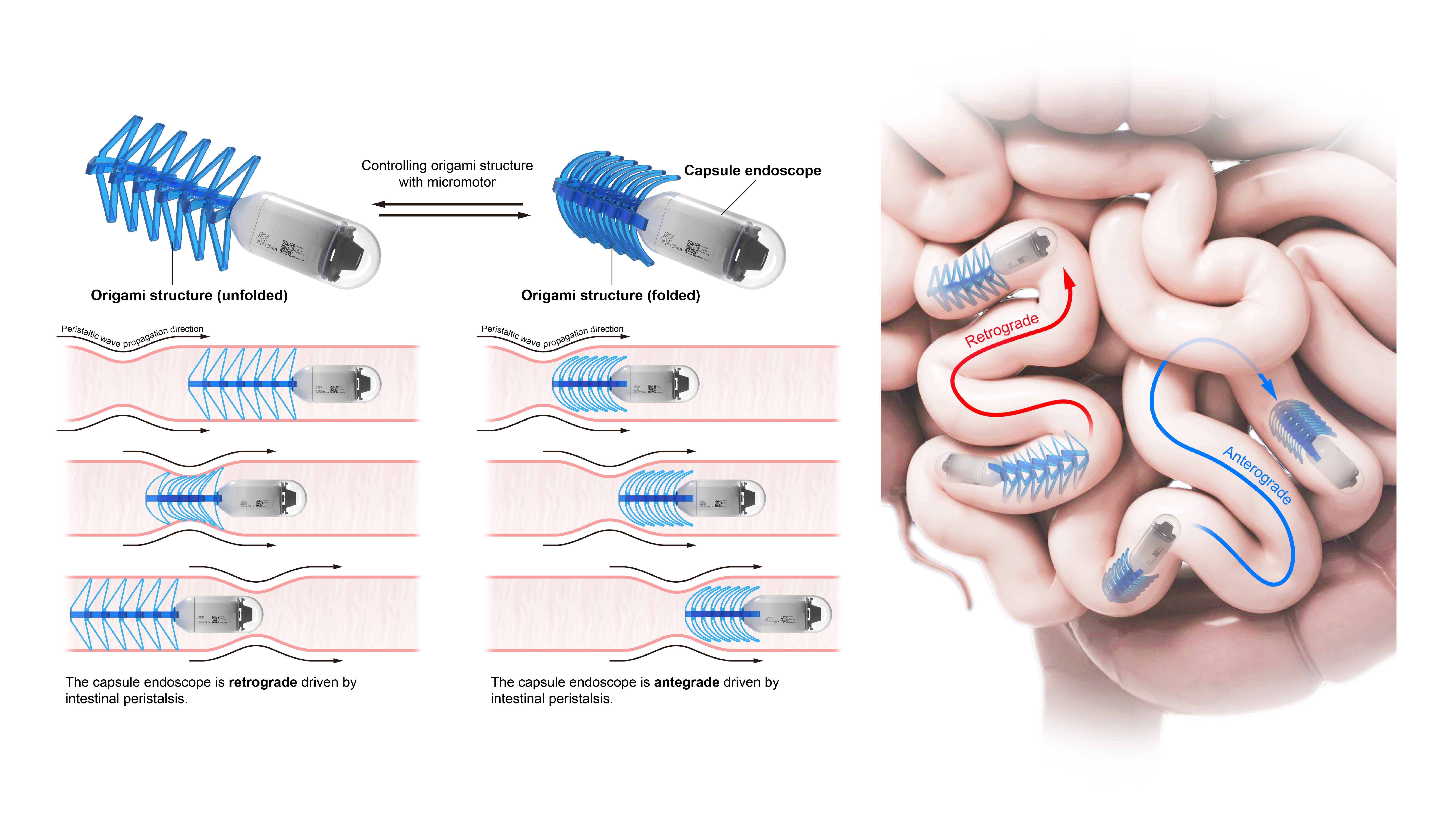 Colonoscopy Ahilyanagar